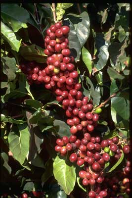 Mexican Coffee Cherries